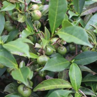 Camellia sinensis (L.) Kuntze